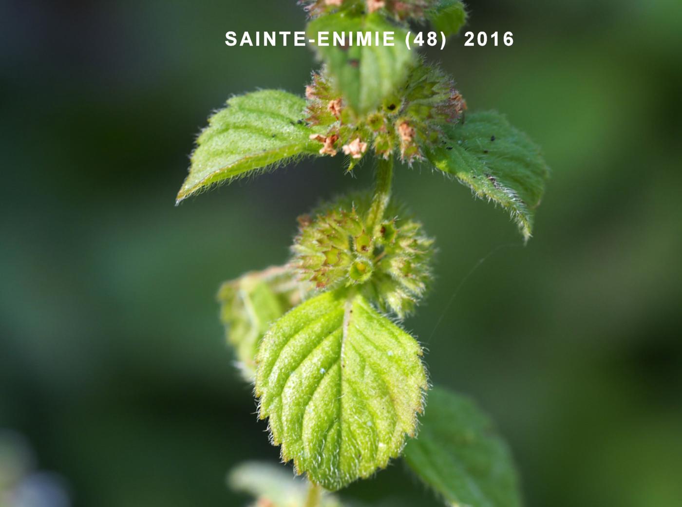 Mint, Corn fruit